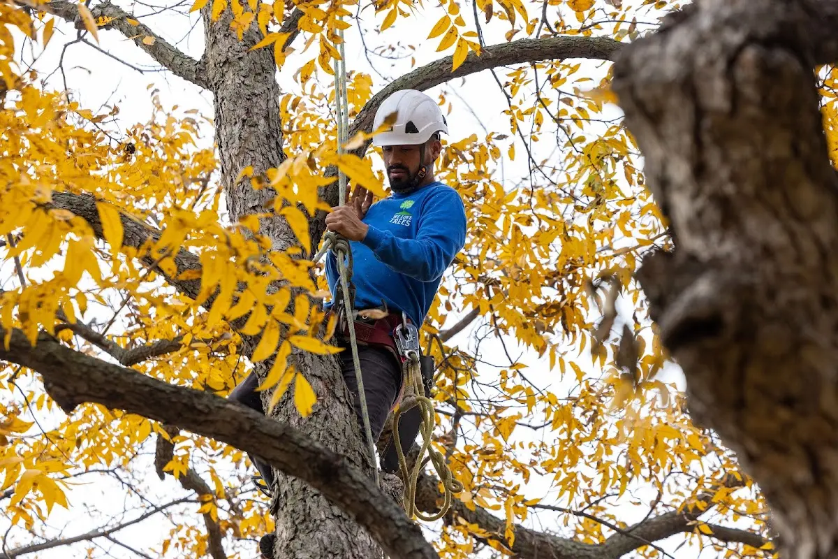 Skilled Tree Transplanting crew working in Castle