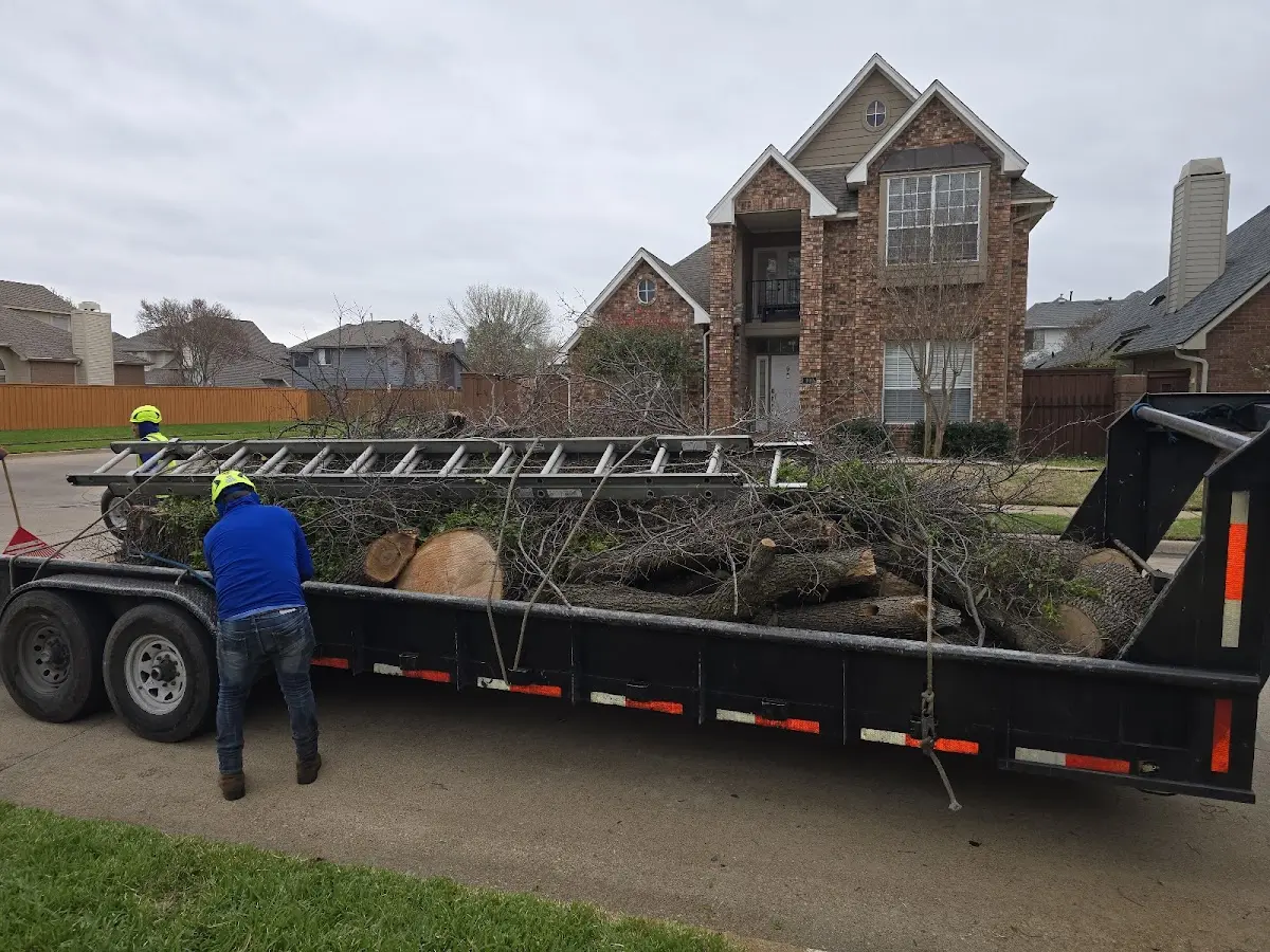Expert Tree Removal with proper safety equipment in Castle